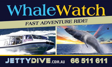 Jetty Dive - Whale Watching