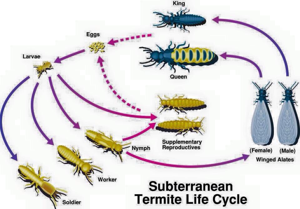New England Pest Management - Termites