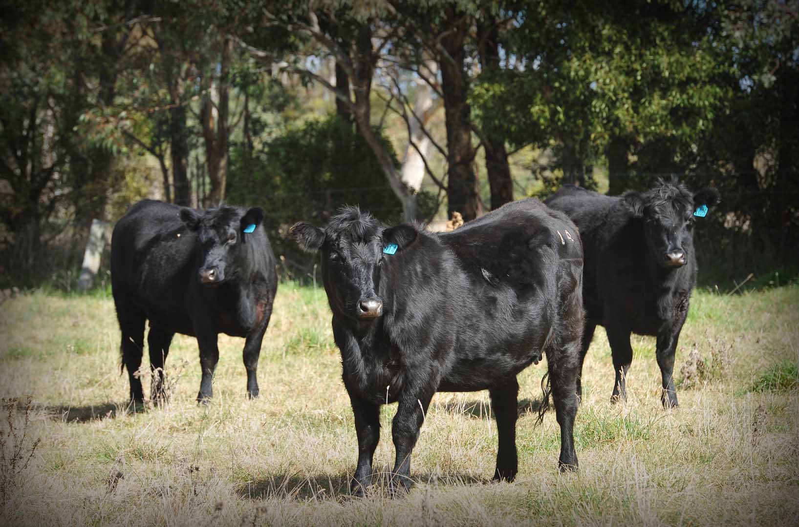 Bridgewater Angus Cattle