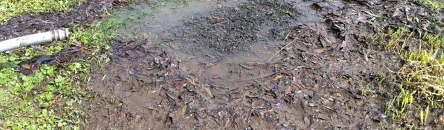 Crystal Clear Tanks - Puddle