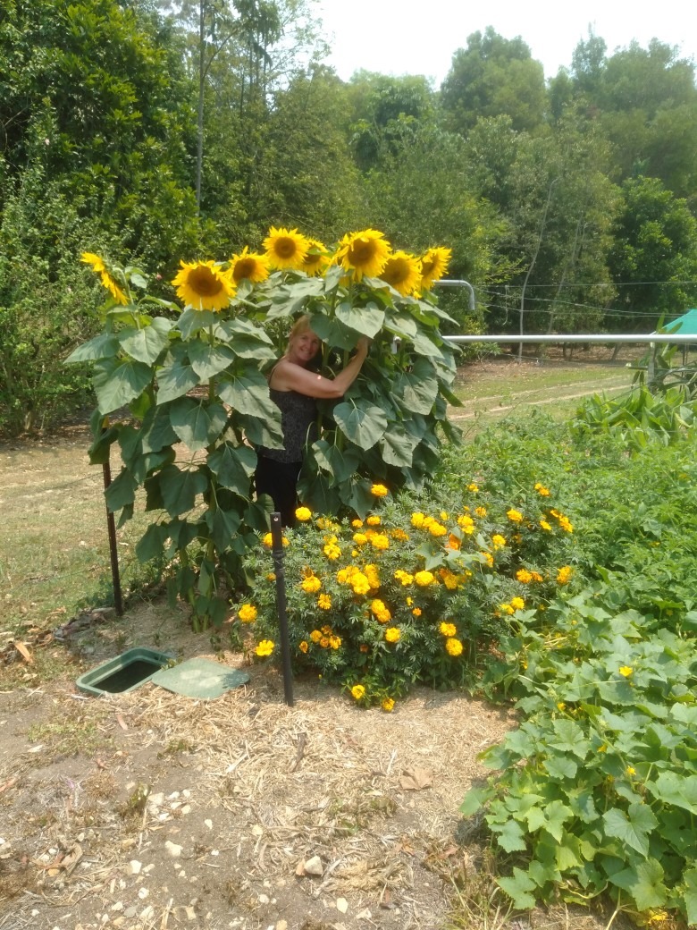 The Seedling Lady - Sunflowers