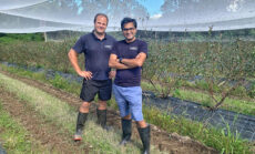 Praktan Wadnerkar - with Shane on Blueberry Farm