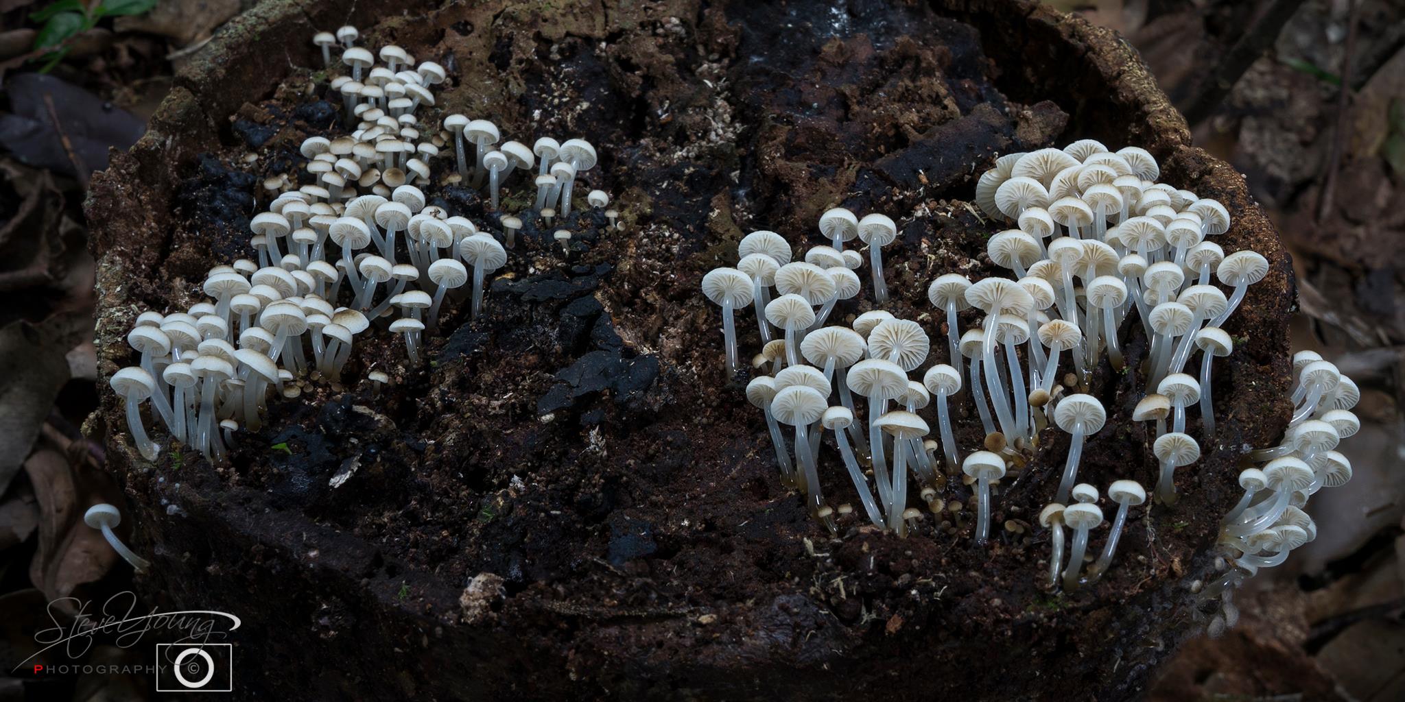 Myxos & Musings - Wedding Bells State Forest 2016